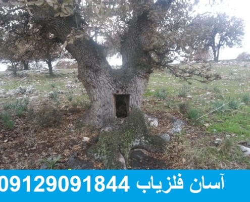 درخت زندگی در دفینه یابی